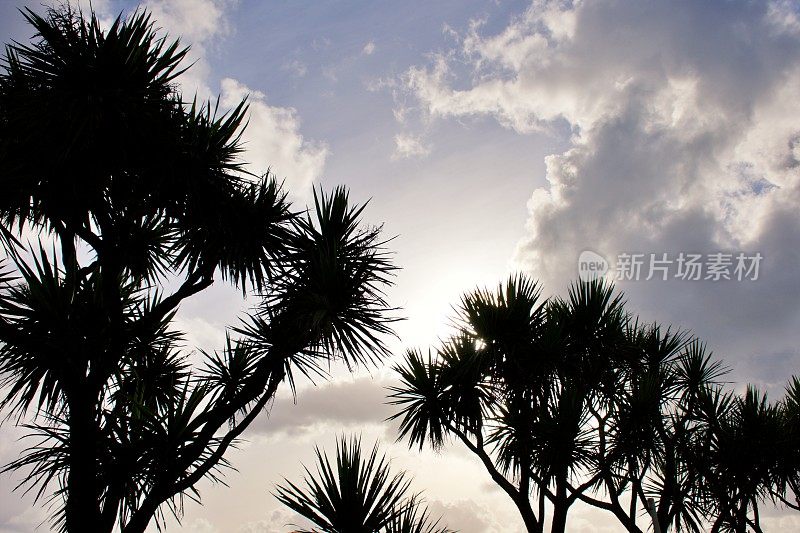 New Zealand / Aotearoa by Sunset;Ti Kouka (Cordyline Australis)，黄昏